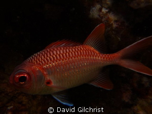 Soldierfish sp. Truk Lagoon, Sony Rx 100 in Nauticam hous... by David Gilchrist 